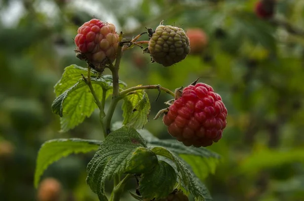Tatlı olgun meyve ve çilek
