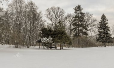 Ocak ayında kış iğne yapraklı orman