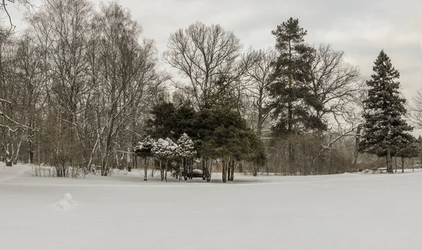 Ocak ayında kış iğne yapraklı orman