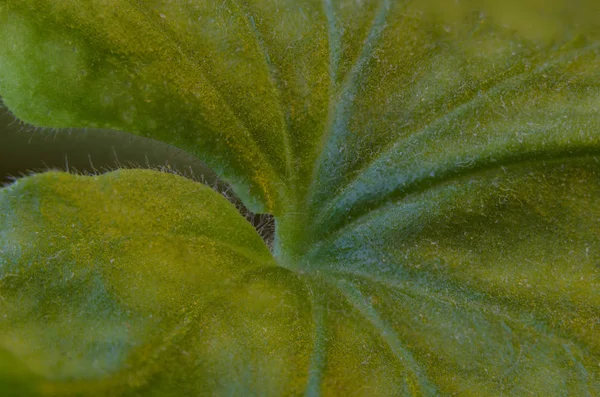 Makro fotoğraf bir yaprak