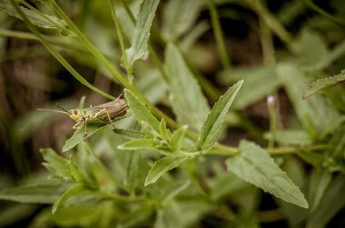  Çekirge yeşil çim