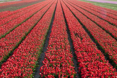 kırmızı lale çiçek yatak