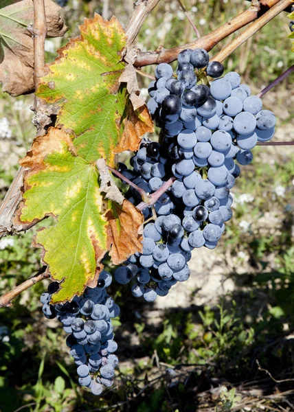 Sonbahar bir dalda üzüm