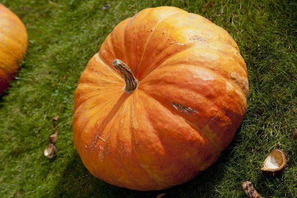 Çimenlerin üzerinde olgunlaşmış kabak