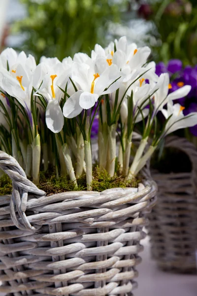 Bir hasır tencerede beyaz çiçekler