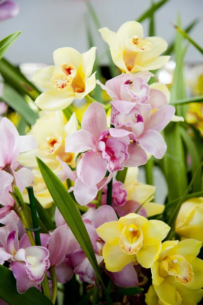 Orchidee rosa e gialle — Foto Stock