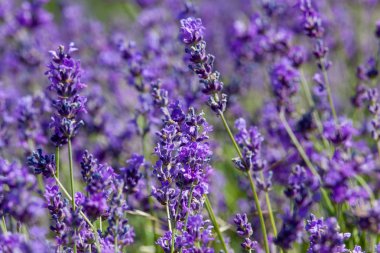 Lavanta çiçekleri
