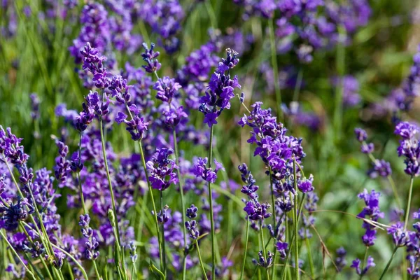 Flores de lavanda — Fotografia de Stock