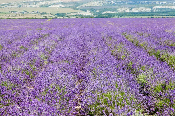 Feld blühender Lavendel — Stockfoto
