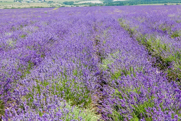 Feld blühender Lavendel — Stockfoto