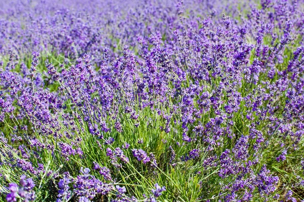 Flores de lavanda — Fotografia de Stock