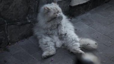 Sokak eski evsiz kedi.