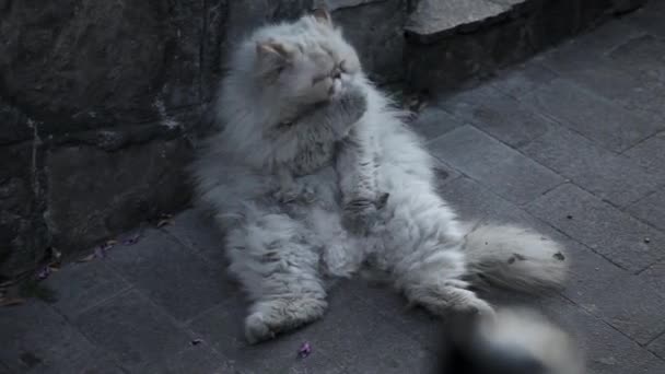 Gammal hemlös katt på gatan. — Stockvideo