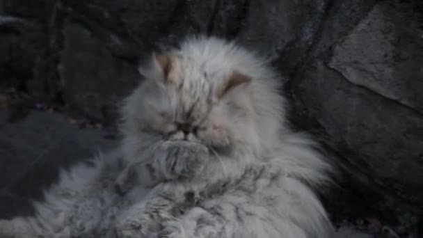 Old homeless cat on the street. — Stock Video