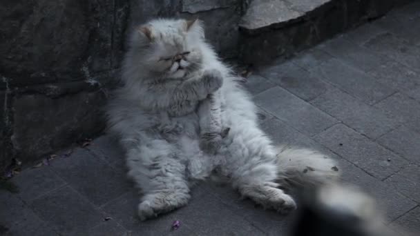 Παλιά γάτα άστεγοι στον δρόμο. — Αρχείο Βίντεο