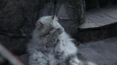 Sokak eski evsiz kedi.