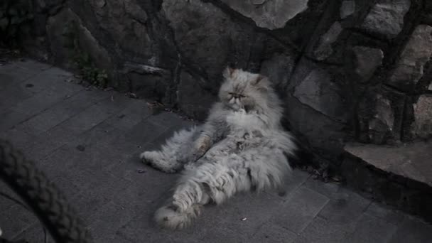 Viejo gato sin hogar en la calle . — Vídeos de Stock