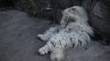 Sokak eski evsiz kedi.
