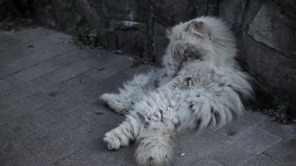 Old homeless cat on the street. — Stock Video