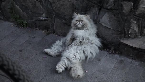 Alte Obdachlose Katze auf der Straße. — Stockvideo