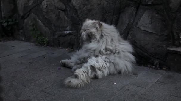 Oude dakloze kat op straat. — Stockvideo