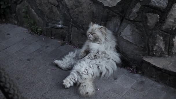 Alte Obdachlose Katze auf der Straße. — Stockvideo