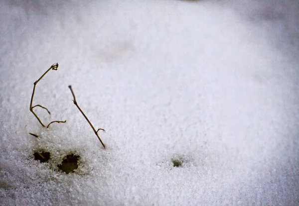 Winter achtergrond. Sneeuw, gras, enz. — Stockfoto