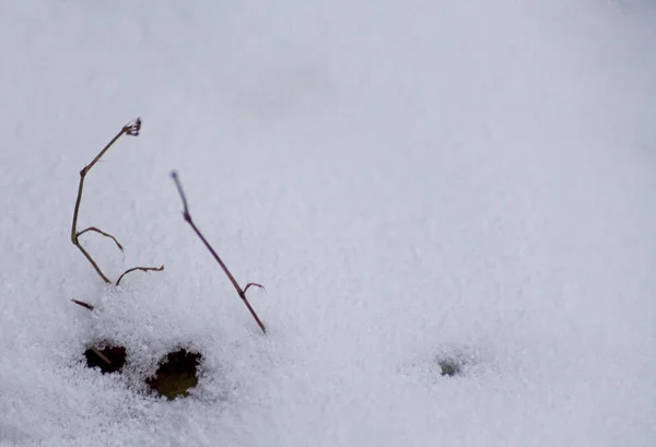 Winter achtergrond. Sneeuw, gras, enz. — Stockfoto