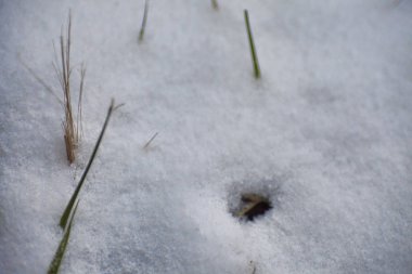 Kış arka plan. Kar, çim, vb.
