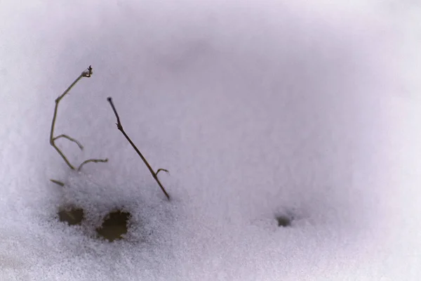 Kış arka plan. Kar, çim, vb.