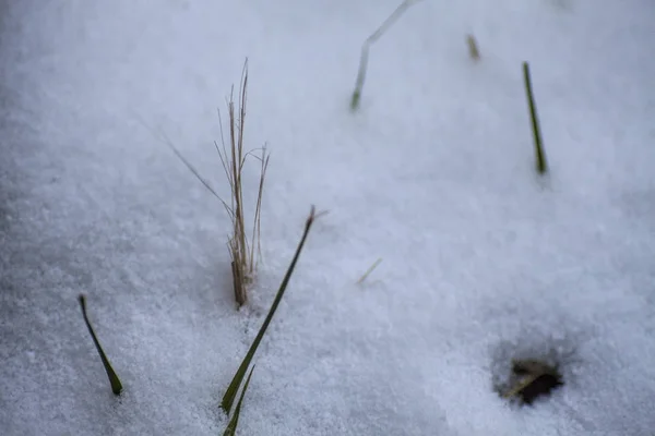 Kış arka plan. Kar, çim, vb.