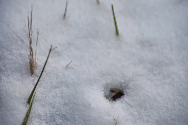 Kış arka plan. Kar, çim, vb.