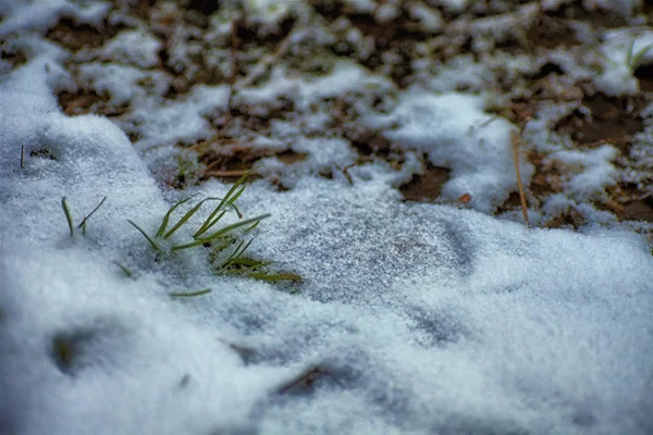 Kış arka plan. Kar, çim, vb.