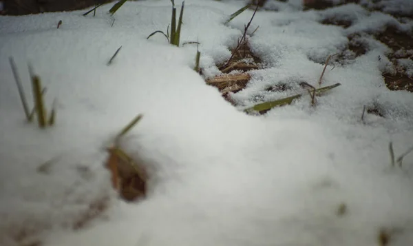 Winter achtergrond. Sneeuw, gras, enz. — Stockfoto