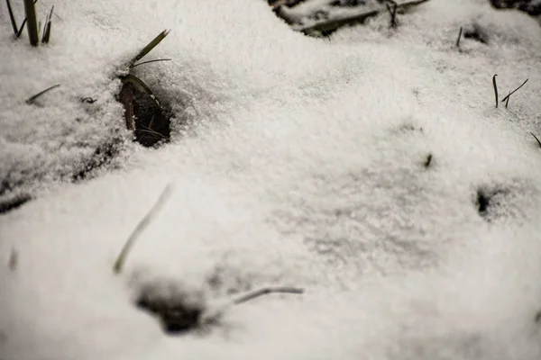 Kış arka plan. Kar, çim, vb.