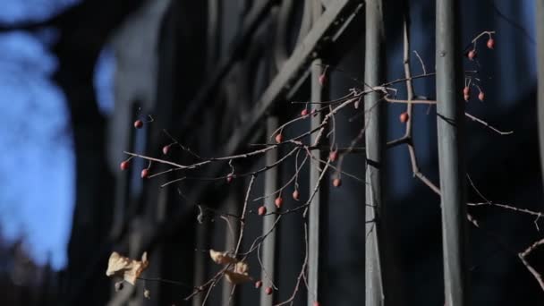 Gałązka, Budapeszt 1 natura — Wideo stockowe