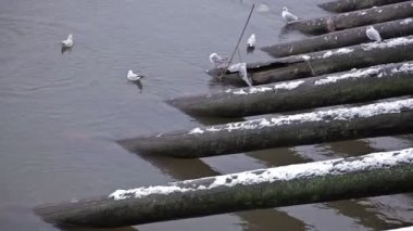 Martılar Nehri üzerinde