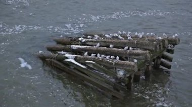 Martılar Nehri üzerinde