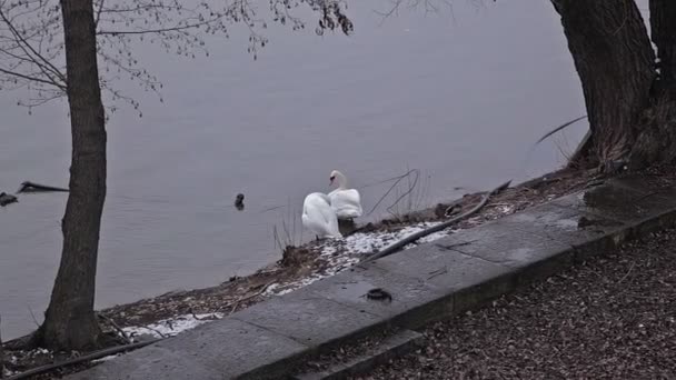 Terraplén del río. Cisnes — Vídeo de stock