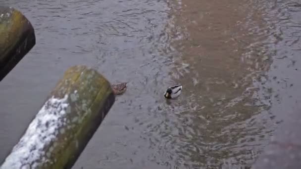 Чайки на реке — стоковое видео