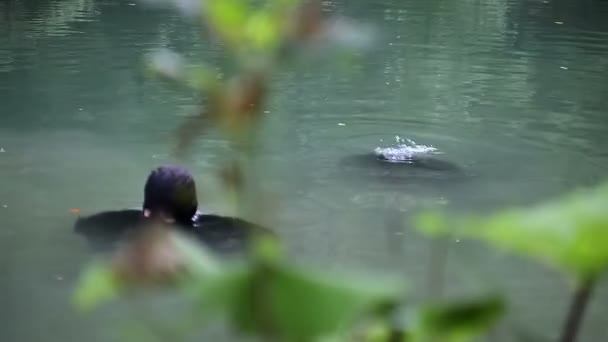 Spezialeinheiten unter Wasser — Stockvideo