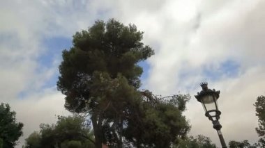 Yaz Şehir Parkı. Doğa.