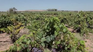 Çiftlik üzüm üzüm