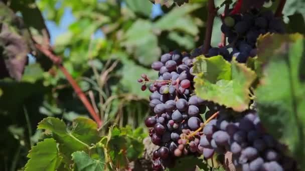 Farm Vineyard grapes — Stock Video