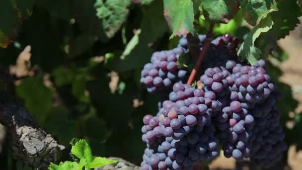 Granja de uvas de viñedo — Vídeos de Stock