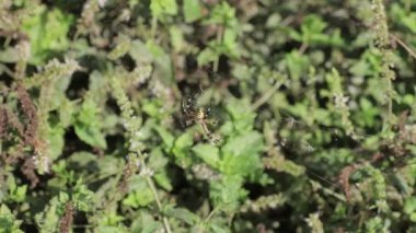 Argiope bruennichi örümcekler