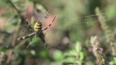 Argiope bruennichi örümcekler