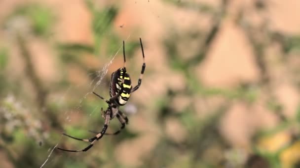 Argiope bruennichi araignées 