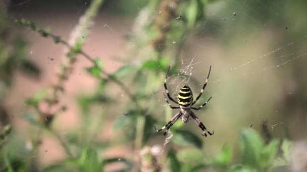 Argiope bruennichi örümcekler — Stok video