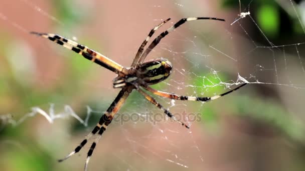Tygrzyk paskowany pająki — Wideo stockowe